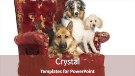  Presentation with poodle - PPT layouts having agressivity - german and australian shepherd background and a tawny brown colored foreground