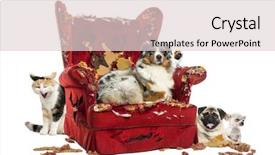  Presentation with pets - Presentation design enhanced with agressivity - group of pets background and a lemonade colored foreground