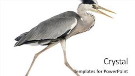  Presentation with walking - Colorful PPT theme enhanced with agressivity - side view of an grey backdrop and a white colored foreground