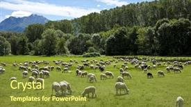  Presentation with grazing - Beautiful PPT layouts featuring agri - flock of sheep grazing backdrop and a tawny brown colored foreground
