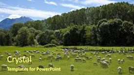  Presentation with sheep flock lambs standing - Beautiful theme featuring agri - flock of sheep grazing backdrop and a tawny brown colored foreground