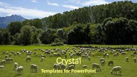  Presentation with agri - Presentation theme with agri - flock of sheep grazing background and a tawny brown colored foreground