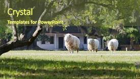  Presentation with sheep herder - Theme featuring young couple sitting side by side in the field outdoors background and a gray colored foreground