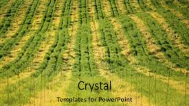  Presentation with agri - Colorful theme enhanced with agri - napa valley the wine capital backdrop and a gold colored foreground