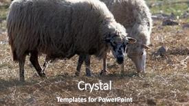  Presentation with agri - Theme with agri - sheep grazing in the meadow background and a tawny brown colored foreground