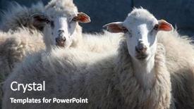  Presentation with agri - Slides having agri - sheep background and a dark gray colored foreground