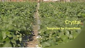  Presentation with agri - Amazing theme having agri - strawberry in field backdrop and a tawny brown colored foreground