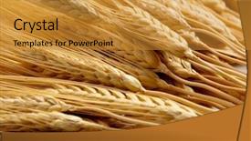  Presentation with wheat - PPT theme with agribusiness - background comprised of golden shocks background and a gold colored foreground