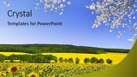  Presentation with sunflower - Colorful presentation enhanced with agribusiness - spring landscape with sunflower field backdrop and a light blue colored foreground