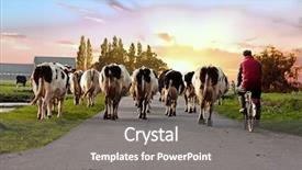  Presentation with holstein cows at dairy farm - Amazing slide set having agriculteur - farmer with his cows backdrop and a  colored foreground