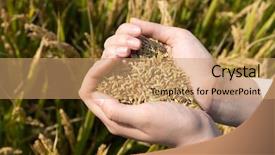 Presentation with cereal - Presentation theme featuring agriculteur - hand with cereal seed background and a  colored foreground