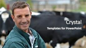  Presentation with cattle - Slides enhanced with agriculteur - herdsman standing in front background and a dark gray colored foreground