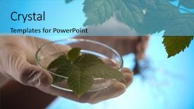  Presentation with plant chemistry - Theme featuring agricultural chemistry - plant laboratory background and a light blue colored foreground