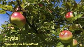 Presentation with agricultural economics - Audience pleasing slide deck consisting of agricultural economics - apples in the fall backdrop and a  colored foreground