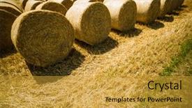  Presentation with straw bale - Cool new PPT theme with agricultural economics - bales of straw and grain backdrop and a  colored foreground