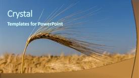  Presentation with harvest is plentious - PPT layouts with agricultural economics - barley field before harvest background and a ocean colored foreground