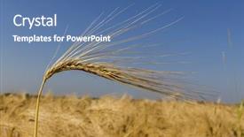  Presentation with harvest - Colorful presentation design enhanced with agricultural economics - barley field before harvest backdrop and a ocean colored foreground