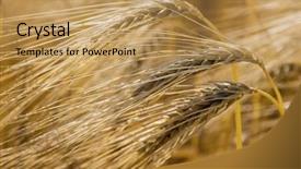  Presentation with agricultural economics - Slide deck having agricultural economics - barley field before the harvest background and a yellow colored foreground