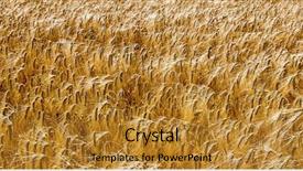  Presentation with economics - Colorful PPT theme enhanced with agricultural economics - barley field in agriculture backdrop and a gold colored foreground