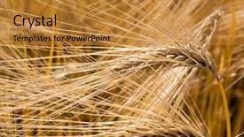  Presentation with agriculture corn - Amazing theme having agricultural economics - corn field with barley ready backdrop and a gold colored foreground