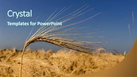  Presentation with corn field - Presentation theme consisting of agricultural economics - corn field with barley ready background and a ocean colored foreground