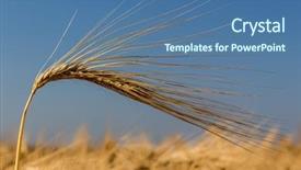  Presentation with healthy eating - Beautiful slide set featuring agricultural economics - cornfield with barley awaiting harvest backdrop and a ocean colored foreground