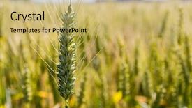  Presentation with agriculture and environmental health - Beautiful presentation theme featuring agricultural economics - cornfield with barley ready backdrop and a yellow colored foreground