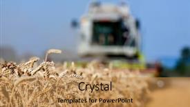  Presentation with agricultural economics - Theme featuring agricultural economics - cornfield with wheat at harvest background and a coral colored foreground