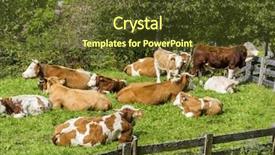  Presentation with agricultural economics - PPT theme consisting of agricultural economics - cows in a pasture background and a  colored foreground