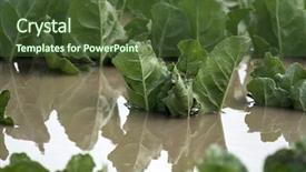  Presentation with agricultural economics - Presentation theme having agricultural economics - flooded plants in a field background and a tawny brown colored foreground