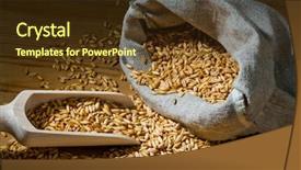  Presentation with agriculture corn - Cool new presentation theme with agricultural economics - grains of oats yields backdrop and a tawny brown colored foreground