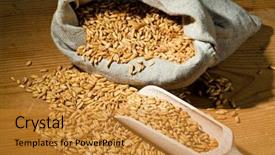  Presentation with economics - Beautiful slides featuring agricultural economics - grains of oats yields backdrop and a gold colored foreground