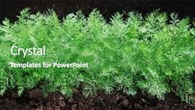  Presentation with agricultural economics - Presentation design having agricultural economics - green fennel grows on soil background and a shamrock green colored foreground