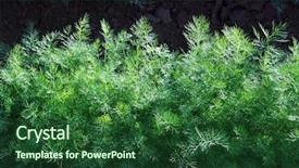  Presentation with healthy food - Colorful presentation theme enhanced with agricultural economics - green fennel grows on soil backdrop and a forest green colored foreground