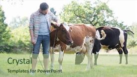  Presentation with dairy farm in india - Colorful theme enhanced with agricultural economics - male farmer checking on his backdrop and a mint green colored foreground