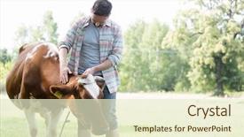  Presentation with dairy farm in india - PPT layouts featuring agricultural economics - male farmer checking on his background and a cream colored foreground