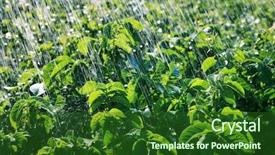  Presentation with agricultural economics - PPT theme with agricultural economics - rain waters on the field background and a forest green colored foreground