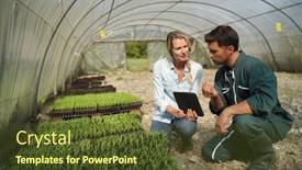  Presentation with agricultural - Amazing PPT theme having agricultural engineer with farmer checking seedlings in greehouse backdrop and a tawny brown colored foreground