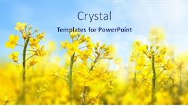  Presentation with rapeseed - Theme featuring agricultural-field-with-rapeseed-plants background and a sky blue colored foreground