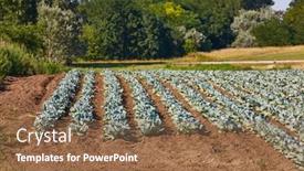  Presentation with agricultural - Colorful presentation theme enhanced with agricultural-field-with-rows backdrop and a tawny brown colored foreground