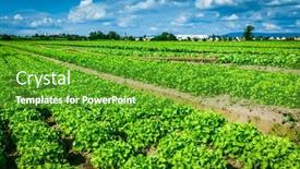  Presentation with agricultural - Presentation design enhanced with agricultural-field-with-rows background and a tawny brown colored foreground