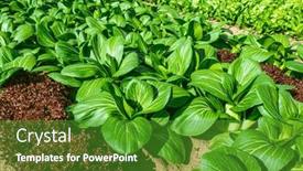  Presentation with agricultural - PPT theme having agricultural-field-with-rows background and a tawny brown colored foreground