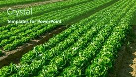  Presentation with agricultural - PPT theme with agricultural-field-with-rows background and a forest green colored foreground