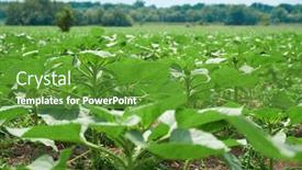  Presentation with agricultural - Slide set having agricultural-field-with-young-sunflowers background and a tawny brown colored foreground