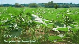  Presentation with agricultural - Beautiful presentation design featuring agricultural-field-with-young-sunflowers backdrop and a tawny brown colored foreground