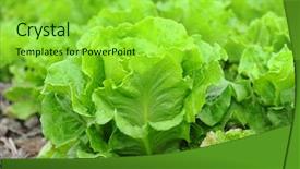  Presentation with soil in engineering - Colorful PPT layouts enhanced with agricultural land - healthy lettuce growing backdrop and a seafoam green colored foreground