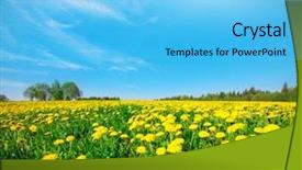  Presentation with blue flower bulb field - Slides consisting of agricultural land - yellow flowers field under blue background and a light blue colored foreground
