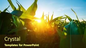  Presentation with corn fields - Slide deck having agricultural-land-of-a-green background and a tawny brown colored foreground