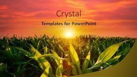  Presentation with corn fields - Beautiful theme featuring agricultural-land-of-a-green backdrop and a coral colored foreground