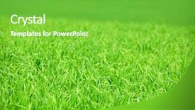  Presentation with agricultural - Amazing presentation theme having agricultural landscape background - green field of young grain grass backdrop and a seafoam green colored foreground